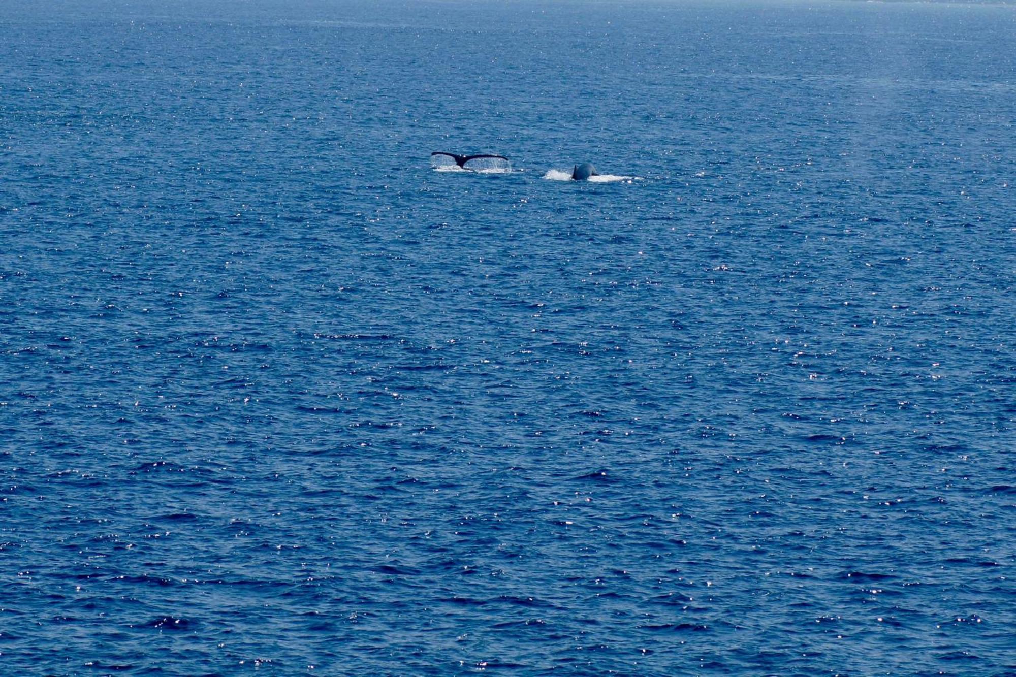 Direct Oceanfront, Big Island Home Keaau Εξωτερικό φωτογραφία